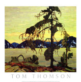 Jack Pine