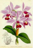 Orquideas IV