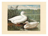 White Ducks
