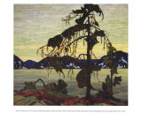 Jack Pine