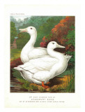 Aylesbury Ducks