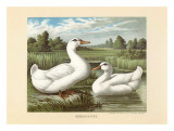 Peking Ducks