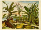 Tropical Fruits II