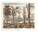 Tropical Fruits IV