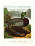 Rouen Ducks
