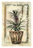Pina-Ananas