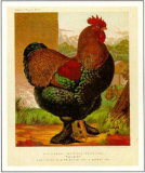 Poultry