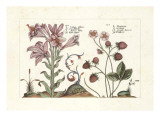 White Lilie/ Strabo Berries