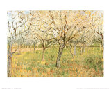 Orchard in Blossom