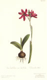 Ixia Latifolia Var Latifolia