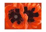 Oriental Poppies  c1928