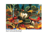Wasserlilien