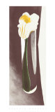 Calla Lily in Tall Glass  1923