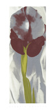Dark Iris I  c1927