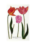 Three Veriegated Tulips