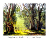 Eucalyptus Light