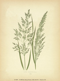 Grasses
