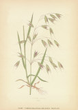 Grasses