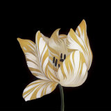 Parrot Tulip Study in Yellow