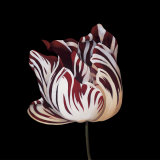 Parrot Tulip Study in Red