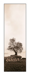 Coast Oak Tree