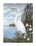 Great White Egret