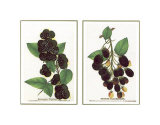 Raspberry and Blackberry