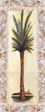 Palm IV