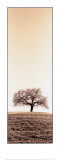 Lone Oak Tree