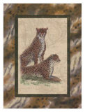 Cheetahs