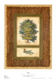 Cedar