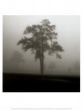 Fog Tree Study I