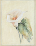 Calla Lily II