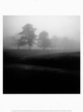 Fog Tree Study II