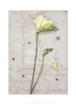 Freesia