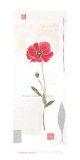 Cotton Poppy