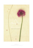 Allium