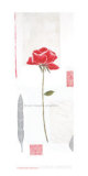 Cotton Camellia