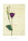 Lizzieanthus