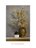 Forsythia