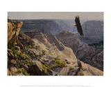Bald Eagle over Canyon de Chelley