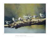 Out on a Limb  White Winged Terns