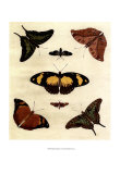 Butterfly Melage IV