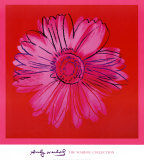 Daisy  c1982 (Crimson and Pink)