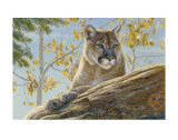 Front Range Cougar