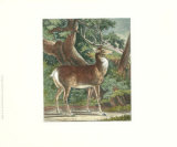 Deer in the Wild I