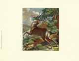 Deer in the Wild II