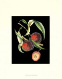 D'Avoine Plums I