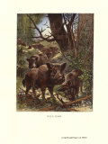 Wild Boar