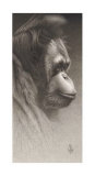 Jojo  the Orangutan
